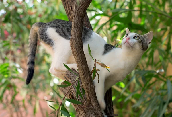 在树上攀爬的野猫. — 图库照片