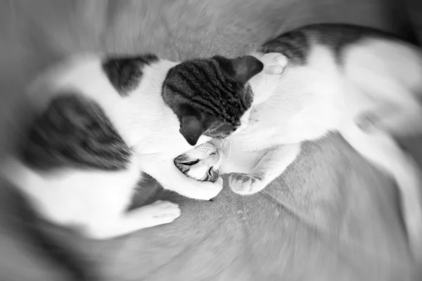 Two cats fighting or playing on the street.