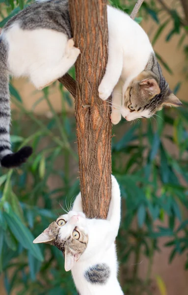 Dois gatos subindo na árvore . — Fotografia de Stock