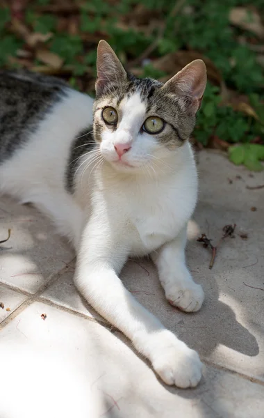 Fiatal macska, zöld szemek, az utcán. — Stock Fotó