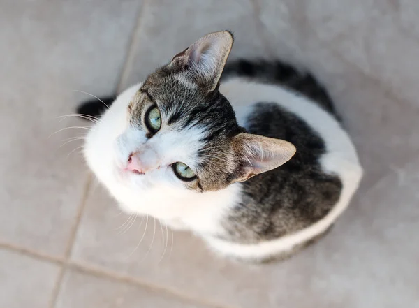 Gato selvagem de rua. Vista de cima . — Fotografia de Stock