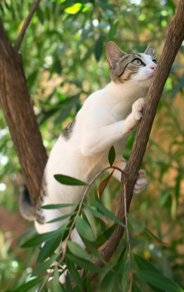 Verwilderde kat klimmen op de boom. — Stockfoto