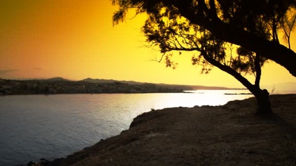 Bel tramonto con albero sul mare . — Video Stock