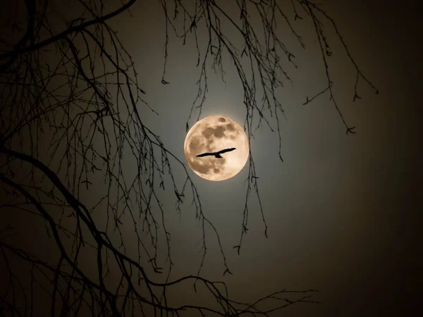 Silhouette of a flying bird against the background of a full moon through the branches of a birch on a spring night