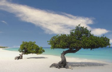 Divi Divi Trees on the shoreline of Eagle Beach in Aruba clipart