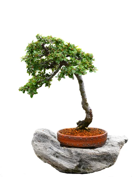 Asian Bonzai tree — Stock Photo, Image