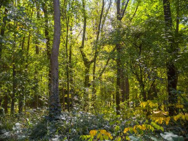 İspanya 'nın Madrid eyaletinde sonbahar mevsiminde Aranjuez bahçelerinde yürüyüş