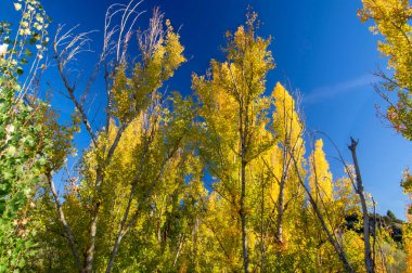 Tarlada eski bir duvar var.