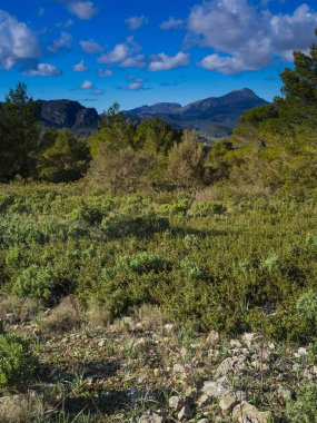 Baharda yapraklı orman yolları, çam ağaçları, çiçekler, doğa, sonbahar, bahar, yeşillik, çalılıklarda yürü.