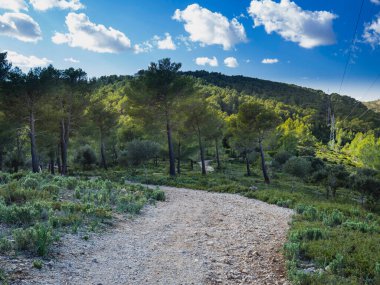 Baharda yapraklı orman yolları, çam ağaçları, çiçekler, doğa, sonbahar, bahar, yeşillik, çalılıklarda yürü.