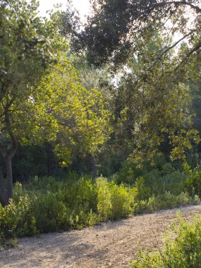 Baharda yapraklı orman yolları, çam ağaçları, çiçekler, doğa, sonbahar, bahar, yeşillik, çalılıklarda yürü.