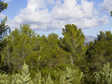 Baharda yapraklı orman yolları, çam ağaçları, çiçekler, doğa, sonbahar, bahar, yeşillik, çalılıklarda yürü.