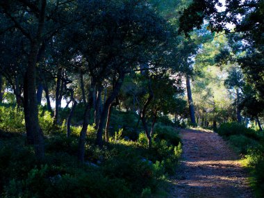 Baharda yapraklı orman yolları, çam ağaçları, çiçekler, doğa, sonbahar, bahar, yeşillik, çalılıklarda yürü.