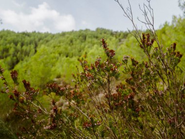 Baharda yapraklı orman yolları, çam ağaçları, çiçekler, doğa, sonbahar, bahar, yeşillik, çalılıklarda yürü.