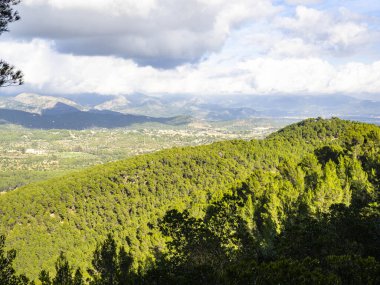 Baharda yapraklı orman yolları, çam ağaçları, çiçekler, doğa, sonbahar, bahar, yeşillik, çalılıklarda yürü.