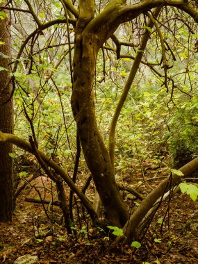 Baharda yapraklı orman yolları, çam ağaçları, çiçekler, doğa, sonbahar, bahar, yeşillik, çalılıklarda yürü.