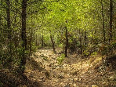 Baharda yapraklı orman yolları, çam ağaçları, çiçekler, doğa, sonbahar, bahar, yeşillik, çalılıklarda yürü.