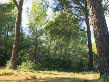 Baharda yapraklı orman yolları, çam ağaçları, çiçekler, doğa, sonbahar, bahar, yeşillik, çalılıklarda yürü.