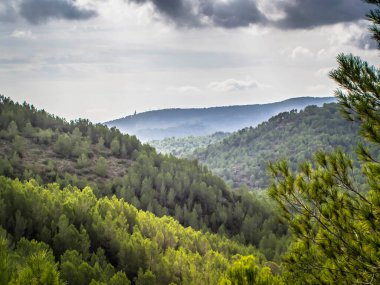 Baharda yapraklı orman yolları, çam ağaçları, çiçekler, doğa, sonbahar, bahar, yeşillik, çalılıklarda yürü.