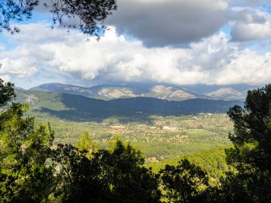 Baharda yapraklı orman yolları, çam ağaçları, çiçekler, doğa, sonbahar, bahar, yeşillik, çalılıklarda yürü.