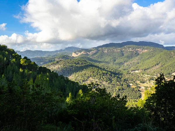 Senderos Frondosos Del Bosque Primavera Pinos Flores Naturaleza Otoño Primavera — Foto de Stock