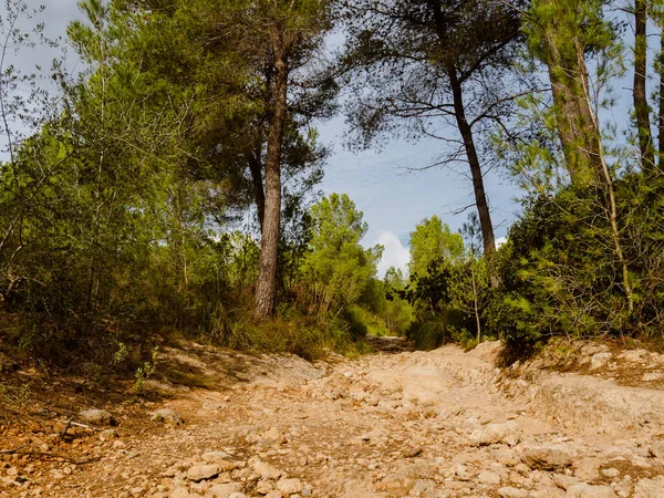 Baharda yapraklı orman yolları, çam ağaçları, çiçekler, doğa, sonbahar, bahar, yeşillik, çalılıklarda yürü.
