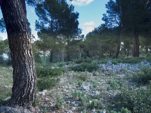 Baharda yapraklı orman yolları, çam ağaçları, çiçekler, doğa, sonbahar, bahar, yeşillik, çalılıklarda yürü.
