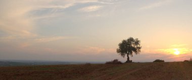 Endülüs 'te kahverengi topraklı zeytin ağacı.