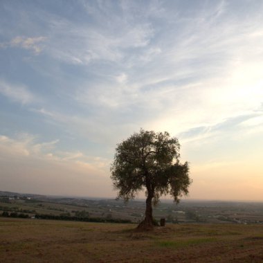 Baharda yapraklı orman yolları, çam ağaçları, çiçekler, doğa, sonbahar, bahar, yeşillik, çalılıklarda yürü.