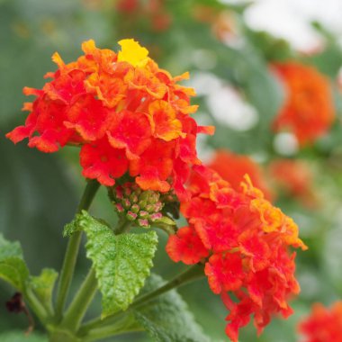 Baharda renkli çiçek parkı, leylak çiçekleri, papatyalar, bitkiler, b