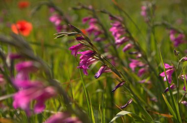 Baharda renkli çiçek parkı, leylak çiçekleri, papatyalar, bitkiler, b