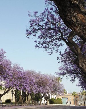 Baharda renkli çiçek parkı, leylak çiçekleri, papatyalar, bitkiler, b