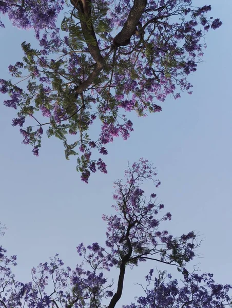Colorido Parque Flores Primavera Flores Lilás Margaridas Plantas — Fotografia de Stock