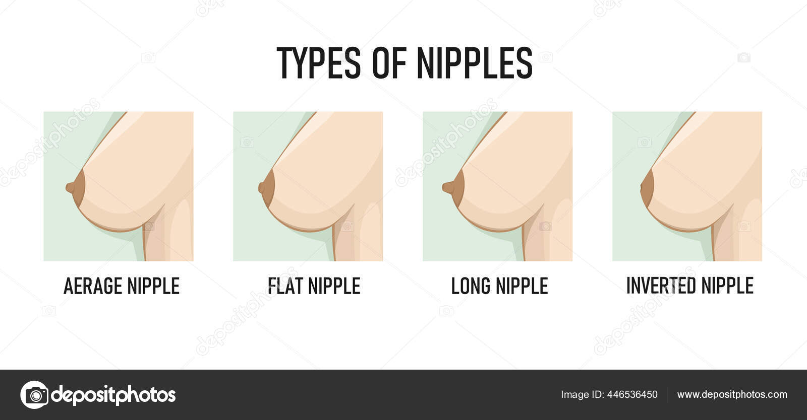 Types of Nipples. Vector illustration Stock Vector by ©nnfotograf 446536450