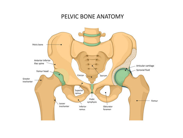 Pelvis Bone anatomy. Sacrum, Ischium, pubis and ilium. Human skeleton, medicine.