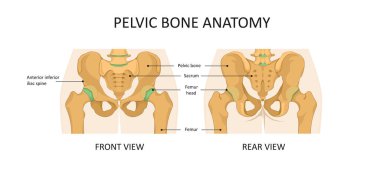Pelvik kemik anatomisi. Pelvis kalça illüstrasyonu ön ve arka görünüm