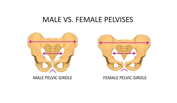 Anatomie menschlicher Beckenknochen männlich und weiblich — Stockvektor