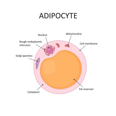Adipocytes, lipocytes and fat cells. Fat cell structure vector illustration. clipart