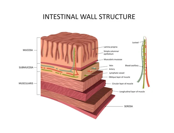 Struttura della parete intestinale. Strati di parete dello stomaco anatomia dettagliata — Vettoriale Stock