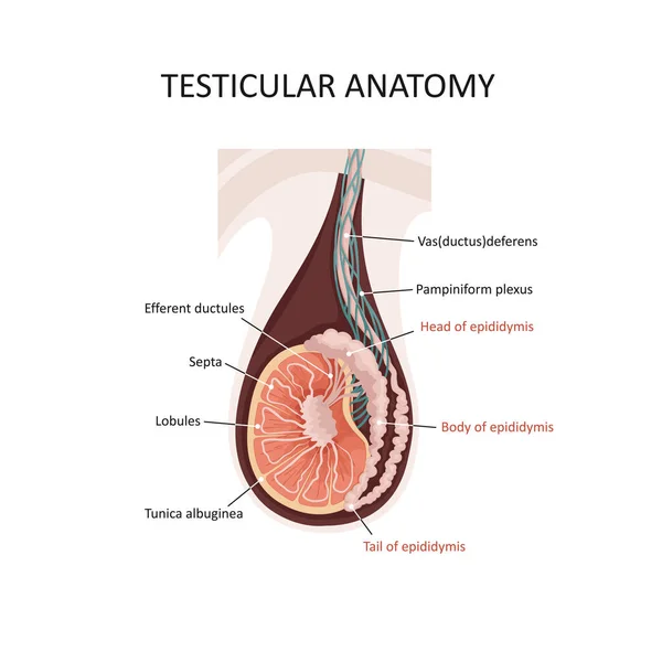 Anatomie varlat. Ilustrace průřezu mužských varlat. Mužský reprodukční systém člověka — Stockový vektor