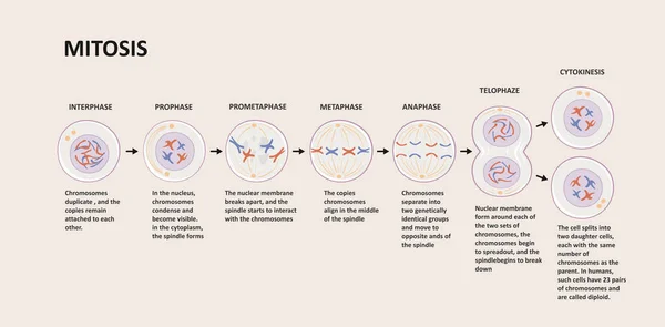 Stages of mitosis. Cell division process, biological phases scheme with interphase, prophase, metaphase, anaphase, telophase and cytocinesis. — Stock vektor