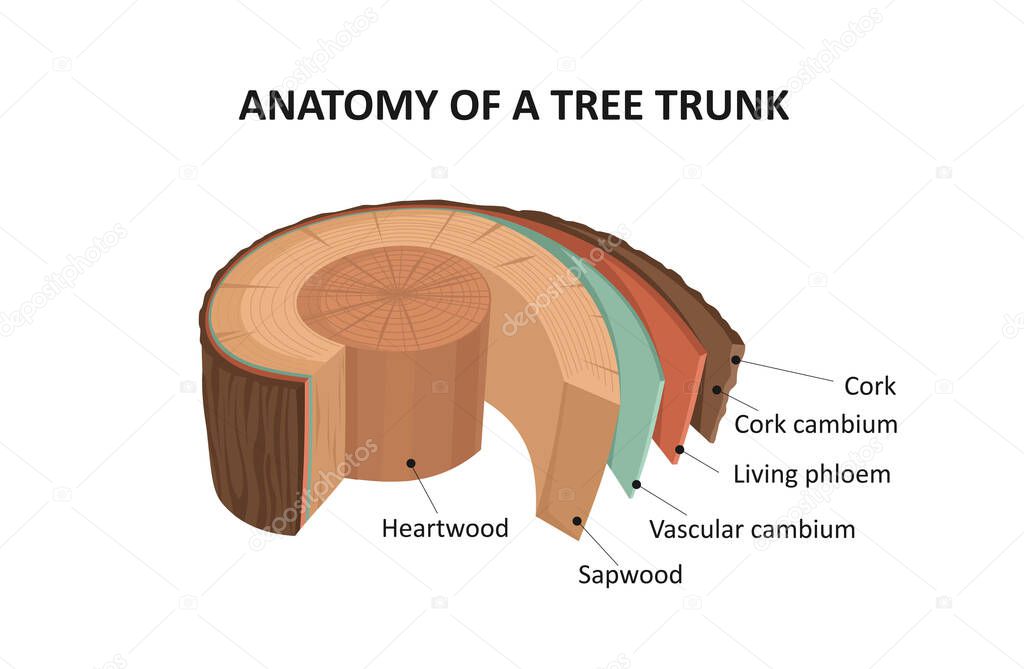 Anatomy of a tree trunk.