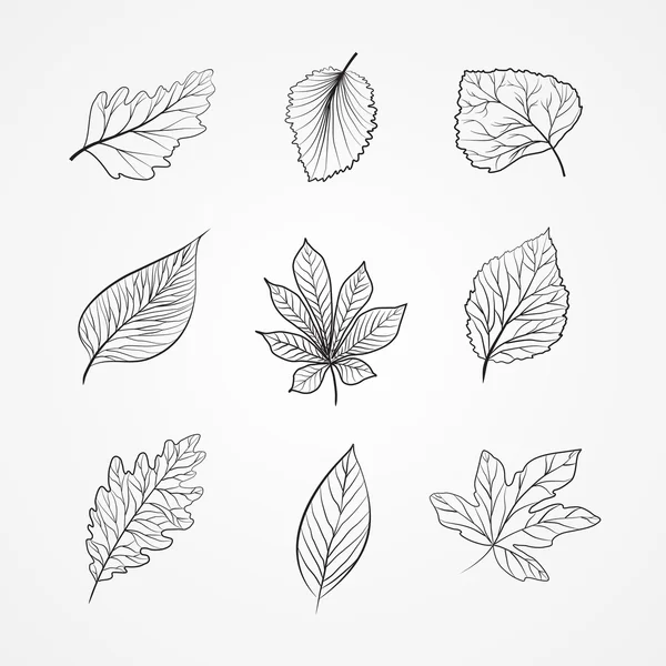Leaves sketch - collection — Stock Vector