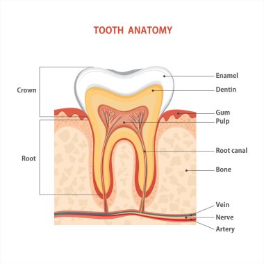 tıbbi diş anatomisi