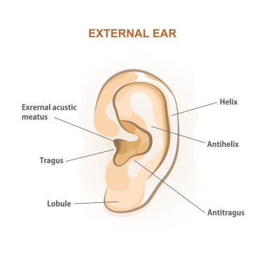 Dış kulak, tıbbi broşürü