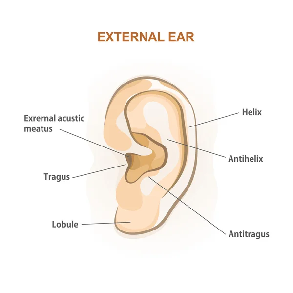 Oído externo, folleto médico — Archivo Imágenes Vectoriales