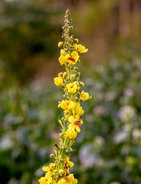 Yellow bright flower in the fall in the foreground.