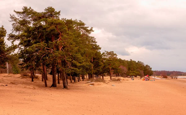 芬兰湾沿岸的松树 — 图库照片