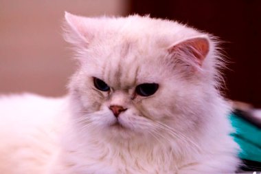 Güzel beyaz Sibirya kedisinin yakın portresi 
