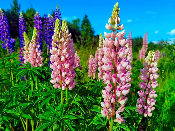 Vilda Lupin Blommor Och Knoppar Stjälken Närbild — Stockfoto